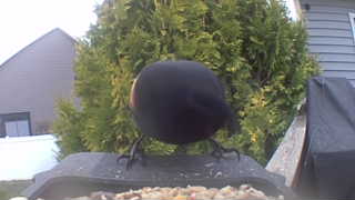 red-winged blackbird