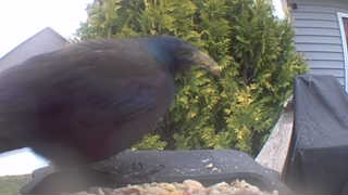 common grackle