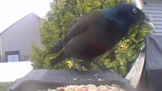 common grackle