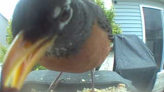 american robin
