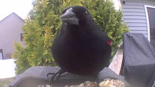 red-winged blackbird
