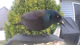 common grackle