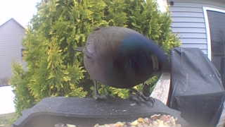 common grackle