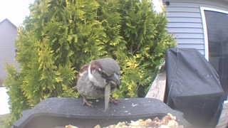 house sparrow