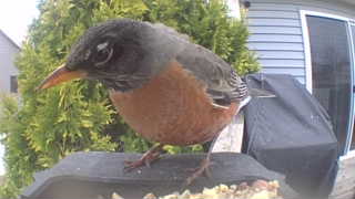 american robin