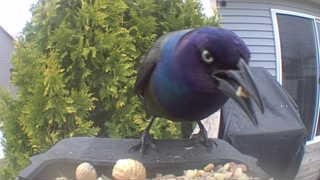 common grackle