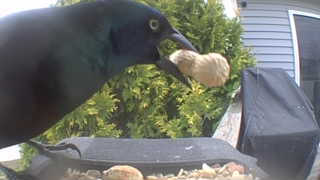 common grackle