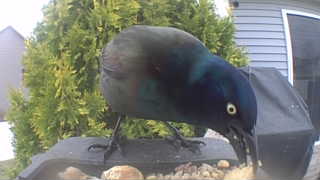 common grackle
