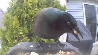 common grackle