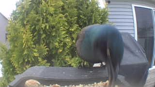 common grackle