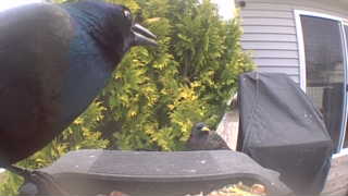 common grackle