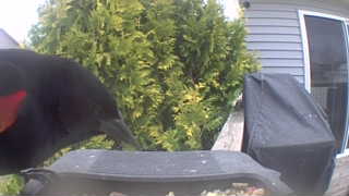 red-winged blackbird