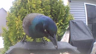 common grackle