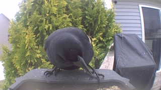 american crow