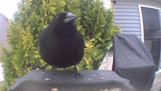 american crow