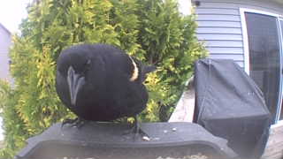 red-winged blackbird