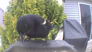 red-winged blackbird