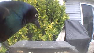 common grackle