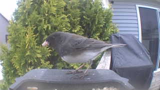 dark-eyed junco