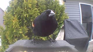 red-winged blackbird
