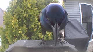 common grackle