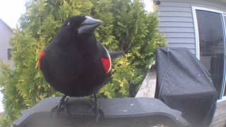 red-winged blackbird