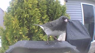 dark-eyed junco