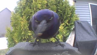 common grackle