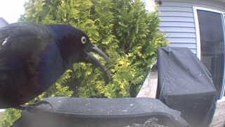 common grackle