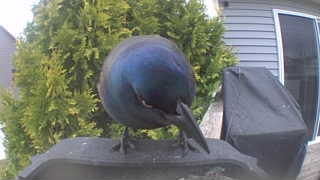 common grackle