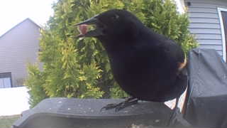 red-winged blackbird