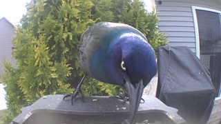 common grackle