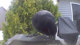 american crow