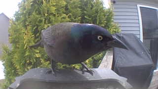 common grackle