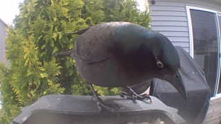 common grackle