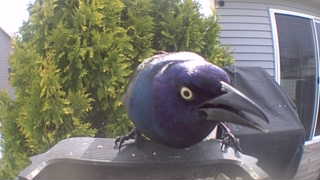 common grackle