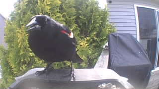 red-winged blackbird