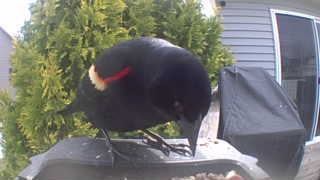 red-winged blackbird
