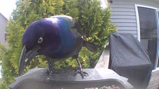 common grackle