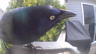 common grackle