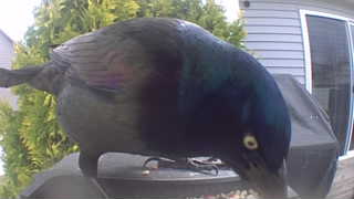 common grackle