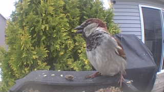 house sparrow
