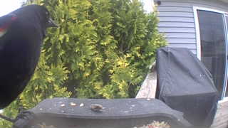 red-winged blackbird