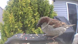 house sparrow