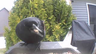 red-winged blackbird