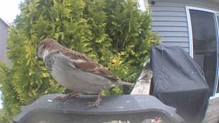 house sparrow