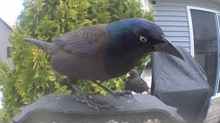common grackle