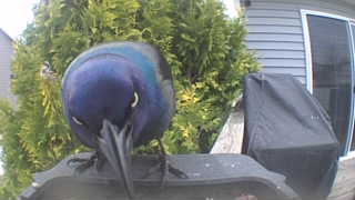 common grackle
