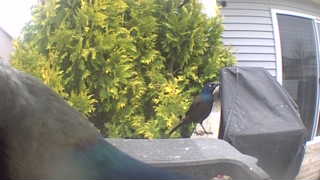 common grackle