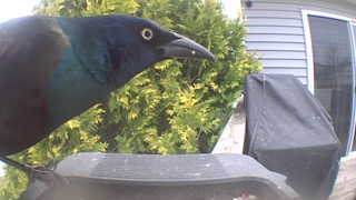 common grackle
